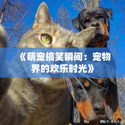 《萌宠搞笑瞬间：宠物界的欢乐时光》