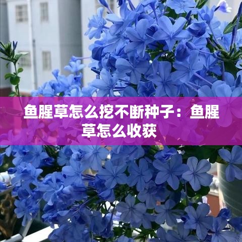 鱼腥草怎么挖不断种子：鱼腥草怎么收获 