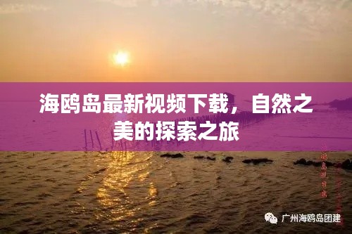 海鸥岛最新视频下载，自然之美的探索之旅