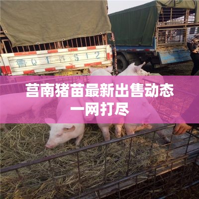 莒南猪苗最新出售动态一网打尽