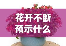 花开不断预示什么：花开花谢不间断 