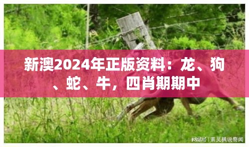 新澳2024年正版资料：龙、狗、蛇、牛，四肖期期中