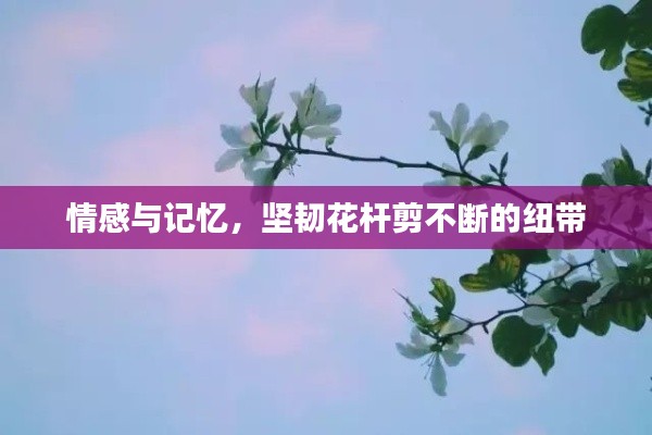 情感与记忆，坚韧花杆剪不断的纽带