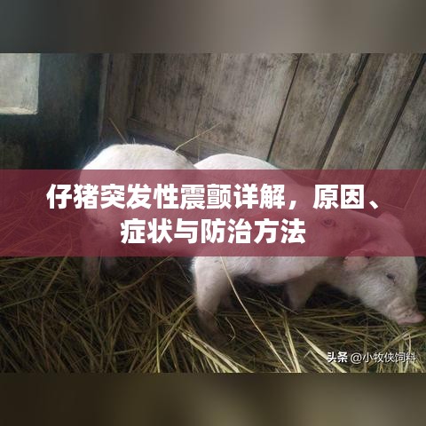 仔猪突发性震颤详解，原因、症状与防治方法