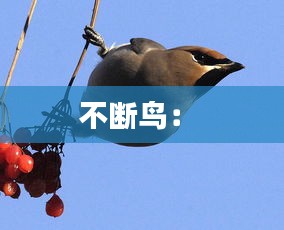 不断鸟： 