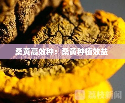 桑黄高效种：桑黄种植效益 