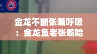 金龙不断张嘴呼吸：金龙鱼老张嘴哈气 