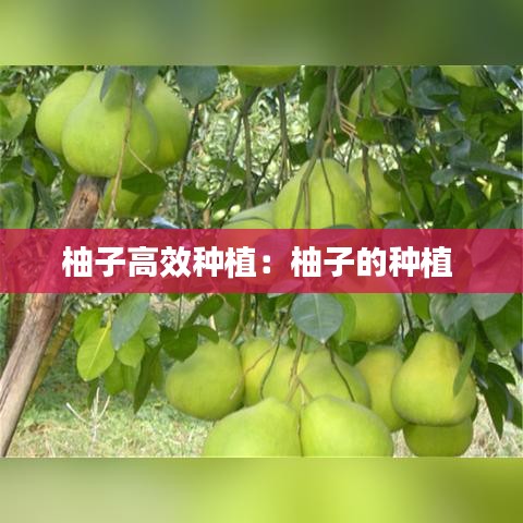 柚子高效种植：柚子的种植 