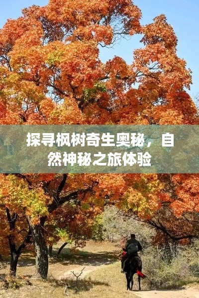 探寻枫树奇生奥秘，自然神秘之旅体验