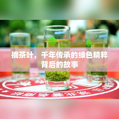 摘茶叶，千年传承的绿色精粹背后的故事