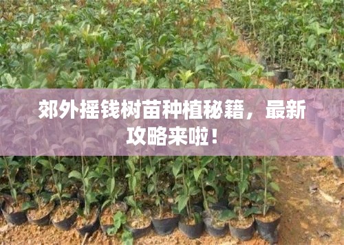 郊外摇钱树苗种植秘籍，最新攻略来啦！