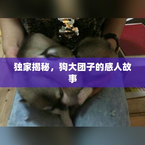 独家揭秘，狗大团子的感人故事