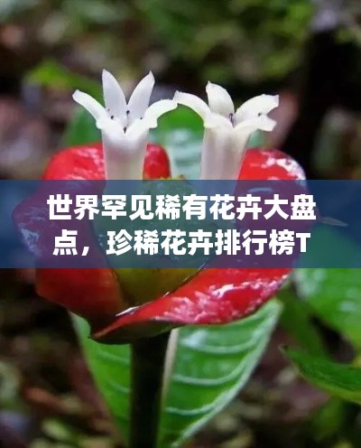 世界罕见稀有花卉大盘点，珍稀花卉排行榜TOP未知