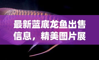 最新蓝底龙鱼出售信息，精美图片展示，不容错过！