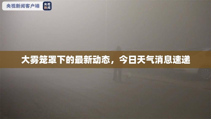 大雾笼罩下的最新动态，今日天气消息速递