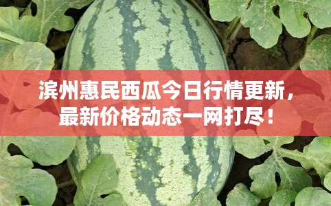 滨州惠民西瓜今日行情更新，最新价格动态一网打尽！