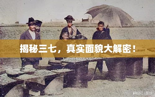 揭秘三七，真实面貌大解密！