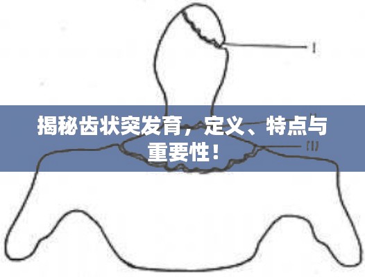 揭秘齿状突发育，定义、特点与重要性！